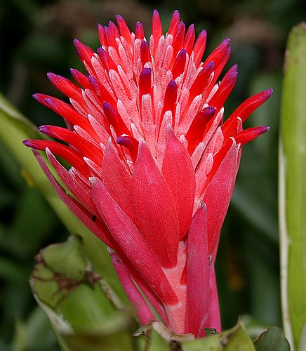 Billbergia pyramidalis